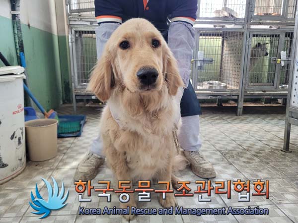 종료(반환) 골든 …